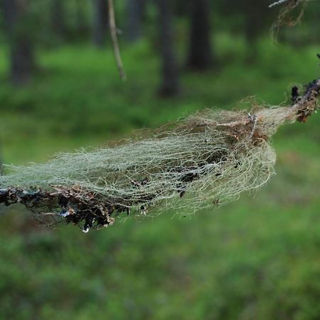 Hytte Anno 1721 Uten Internett, Strom, Vann - Men Med Rodmalt Utedo Ljørdal Kültér fotó